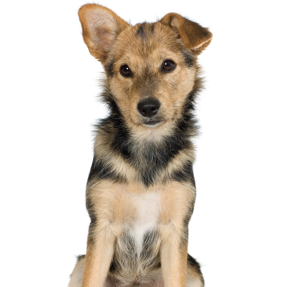 12 Easiest Dogs to Train - Belgian Malinois 12 easiest dogs to train belgian malinois