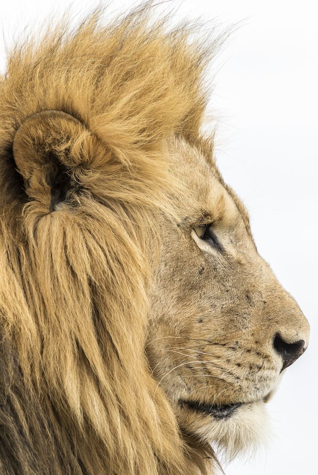 Studio portrait of lion
