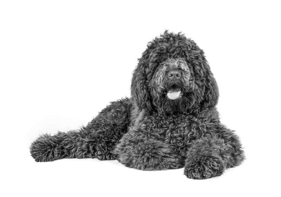 studio shoot of dogs in black and white
