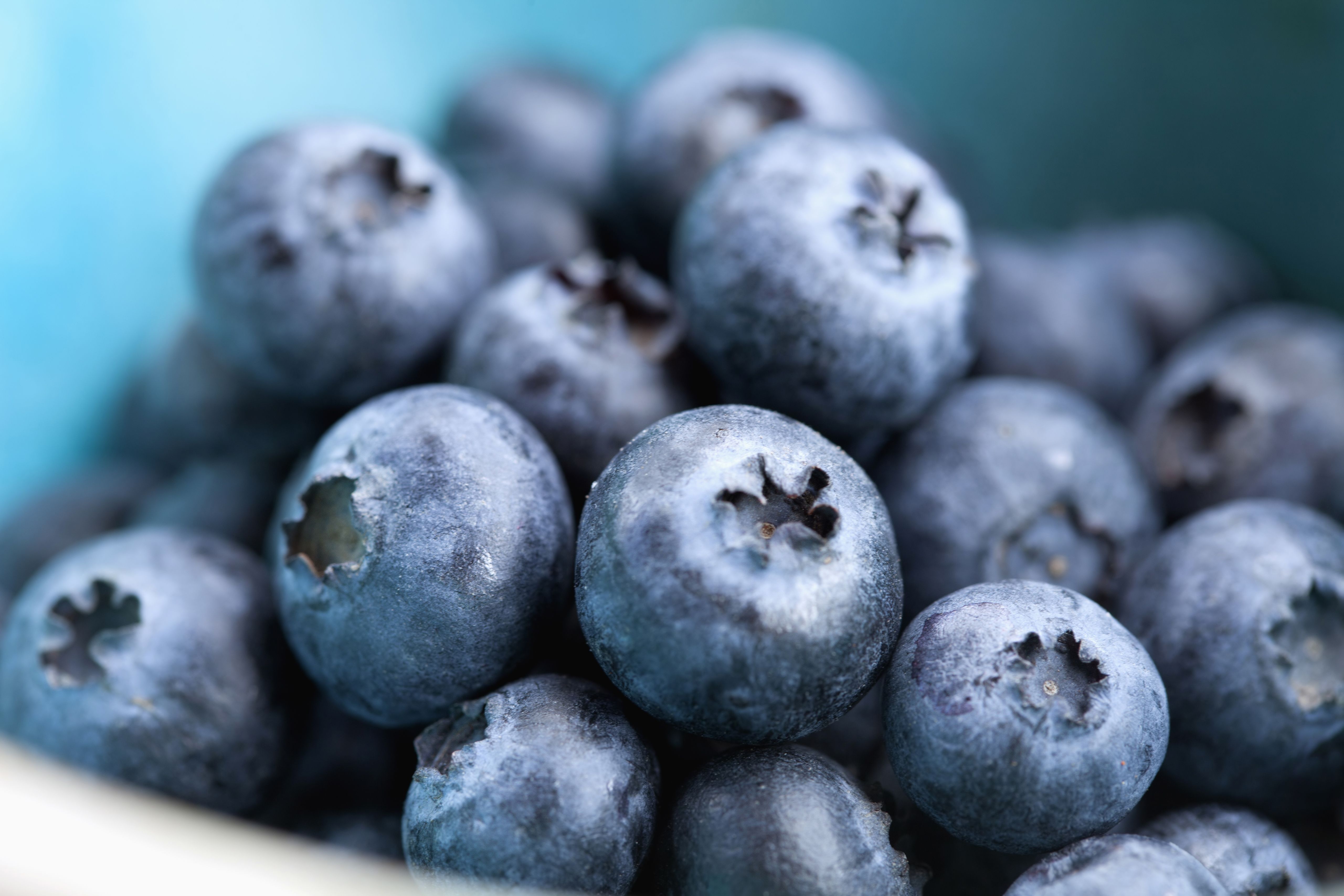 Exploring the Nutritional Benefits of Jumbo Blueberries in