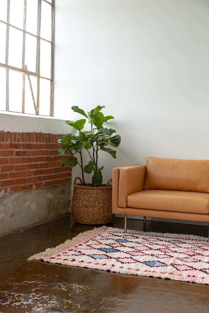 small plant in cozy apartment