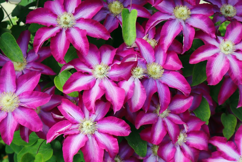 How to Plant and Grow Clematis - Clematis Growing Guide