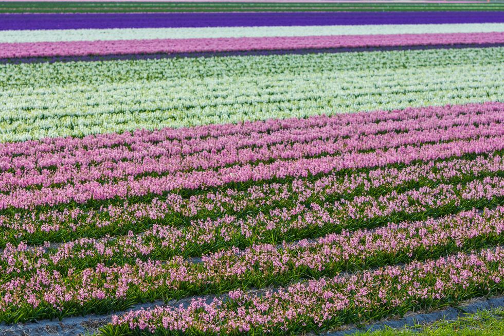 stunning dutch spring flower fields