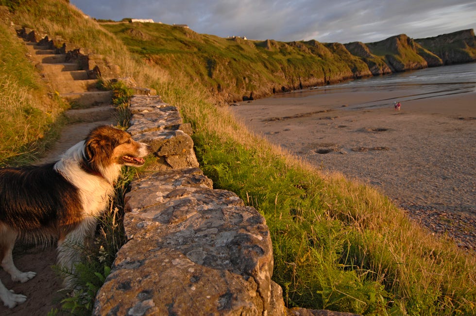 dog friendly beaches uk