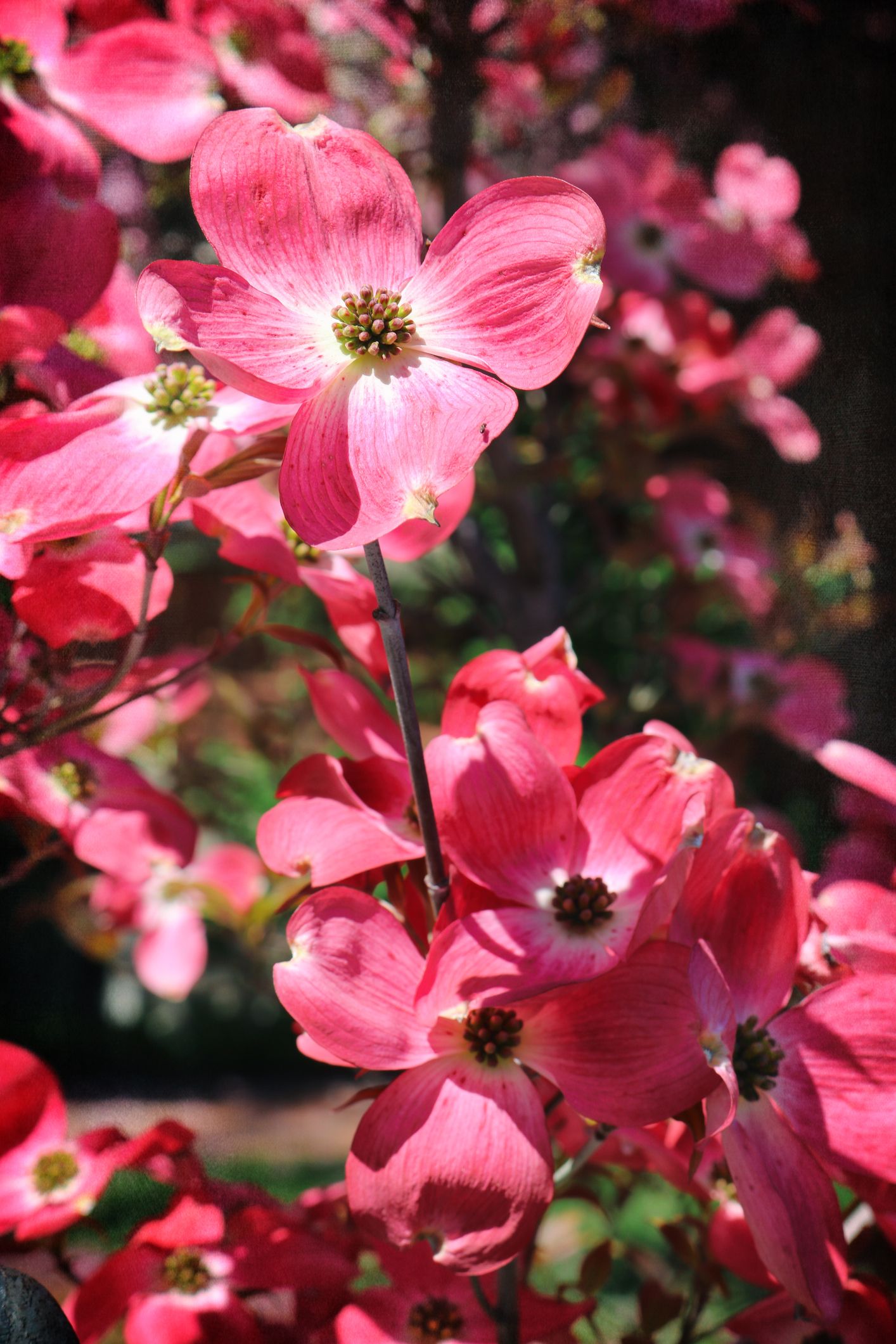 11 Best Pink Flowering Trees for Your Yard
