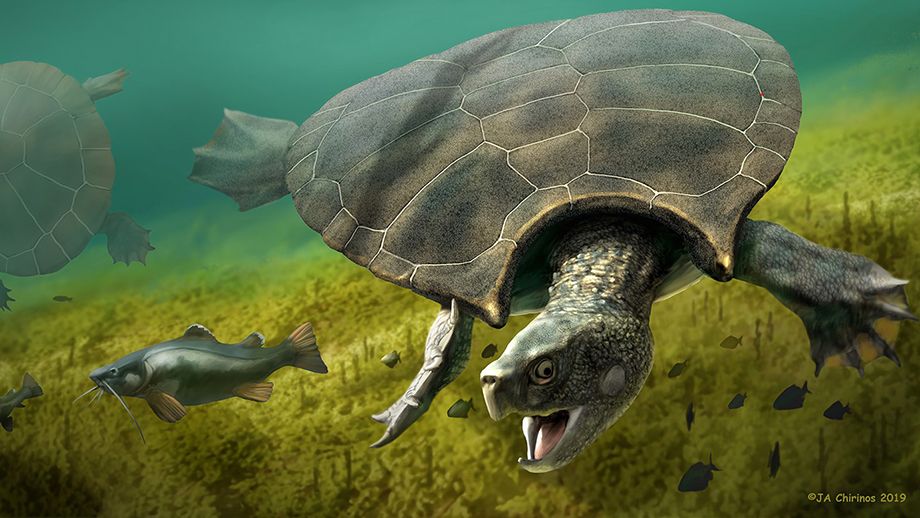 Tortoise, Turtle, Olive ridley sea turtle, Sea turtle, Green sea turtle, Common snapping turtle, Reptile, Kemp's ridley sea turtle, Pond turtle, Organism, 