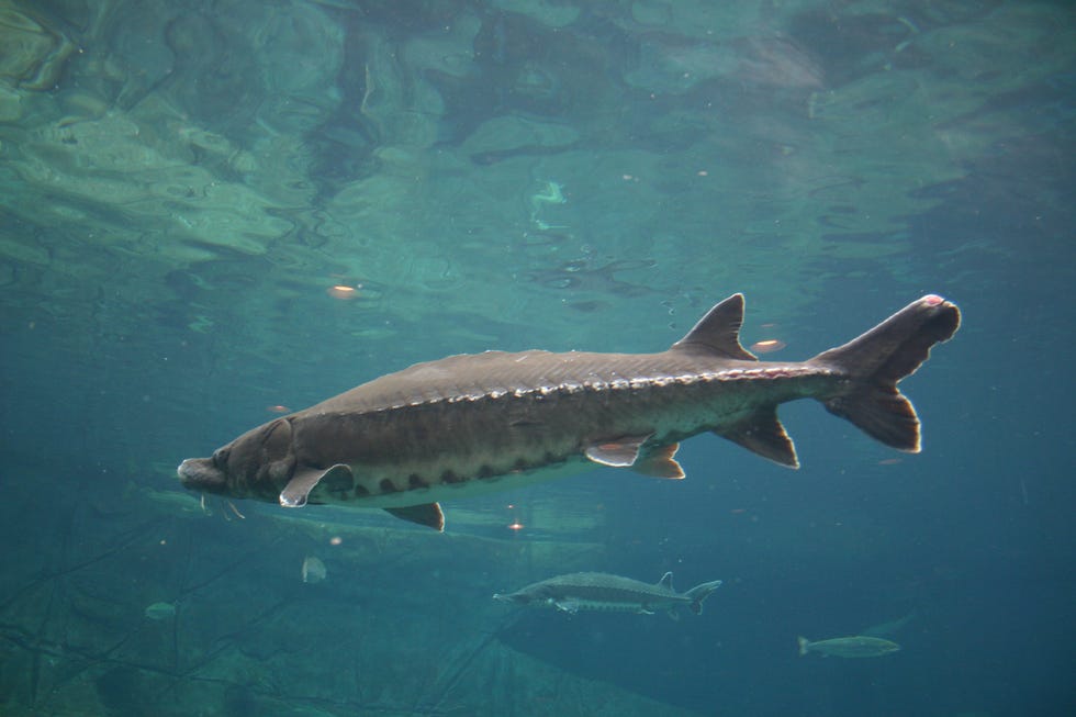 Why Is the August Full Moon Called Sturgeon? Here's What it Symbolizes