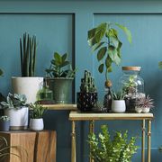 stylish composition of home garden interior filled a lot of beautiful plants, cacti, succulents, air plant in different design pots
