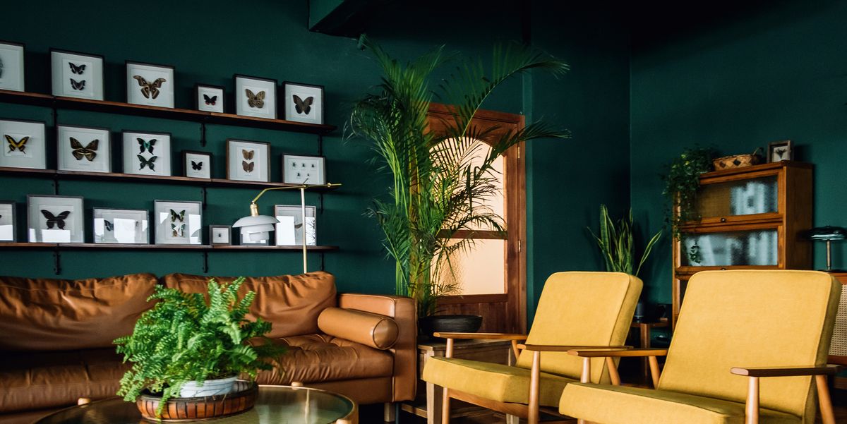 30 Low-Light Houseplants That Refuse to Die in Dim Conditions