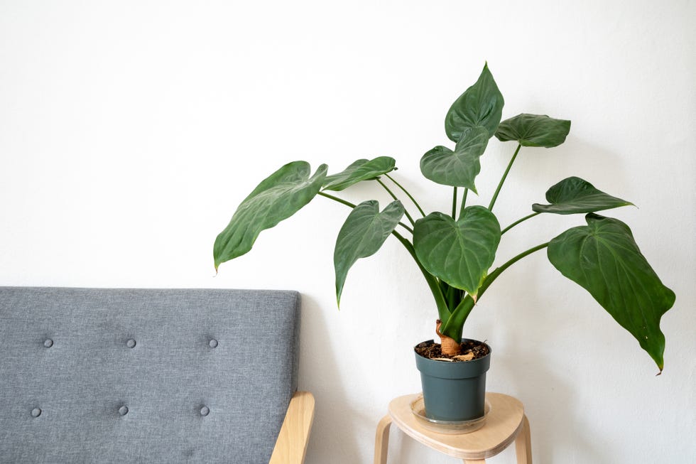 stylish minimal interior with simple sofa and indoor green house plant, philodendron, and white wall