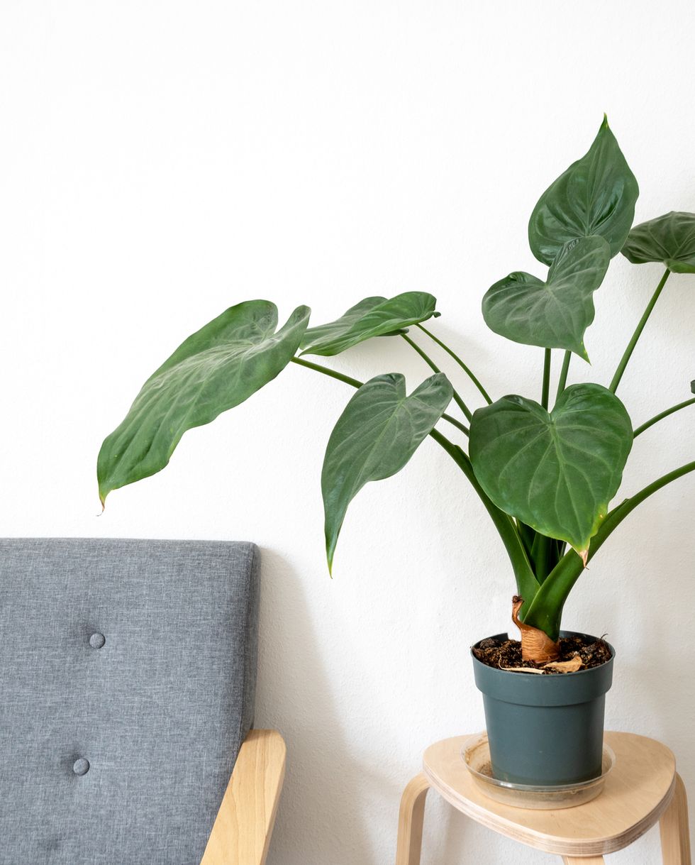 stylish minimal interior with simple sofa and indoor green house plant, philodendron, and white wall