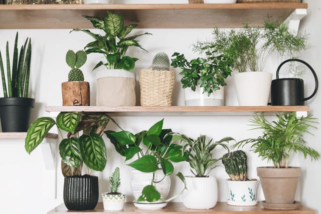 観葉植物の置き場所とサイズ