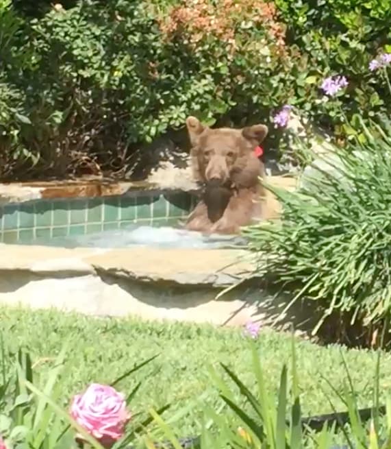 Jacuzzi Bear is Summer Goals