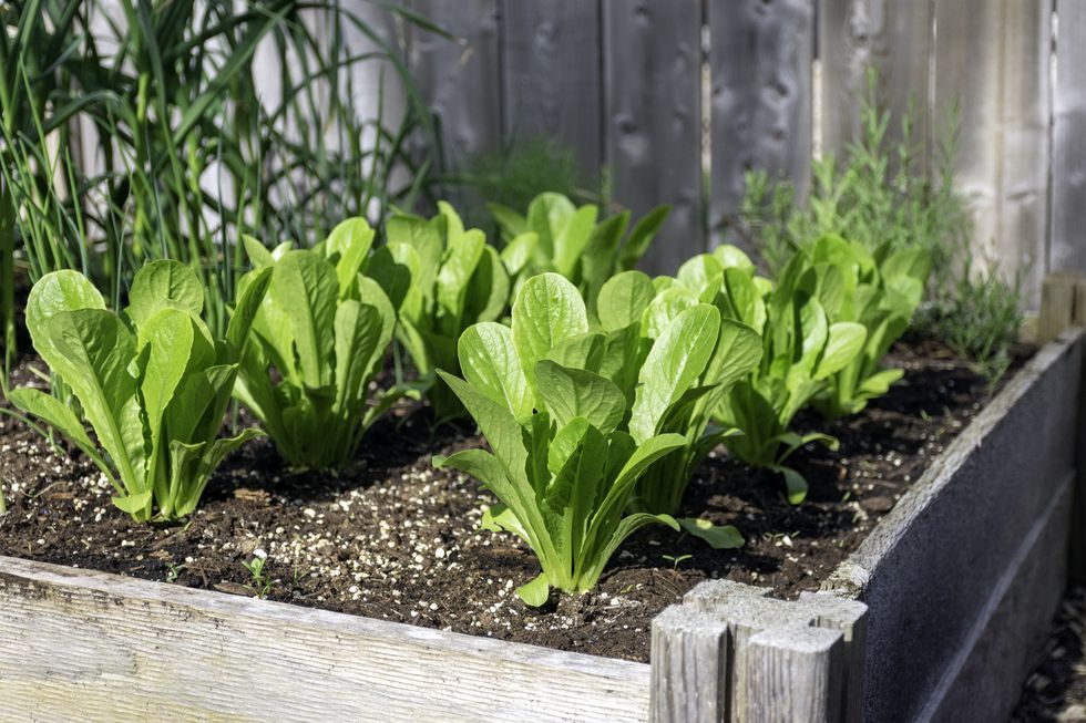 suburban backyard vegetable garden