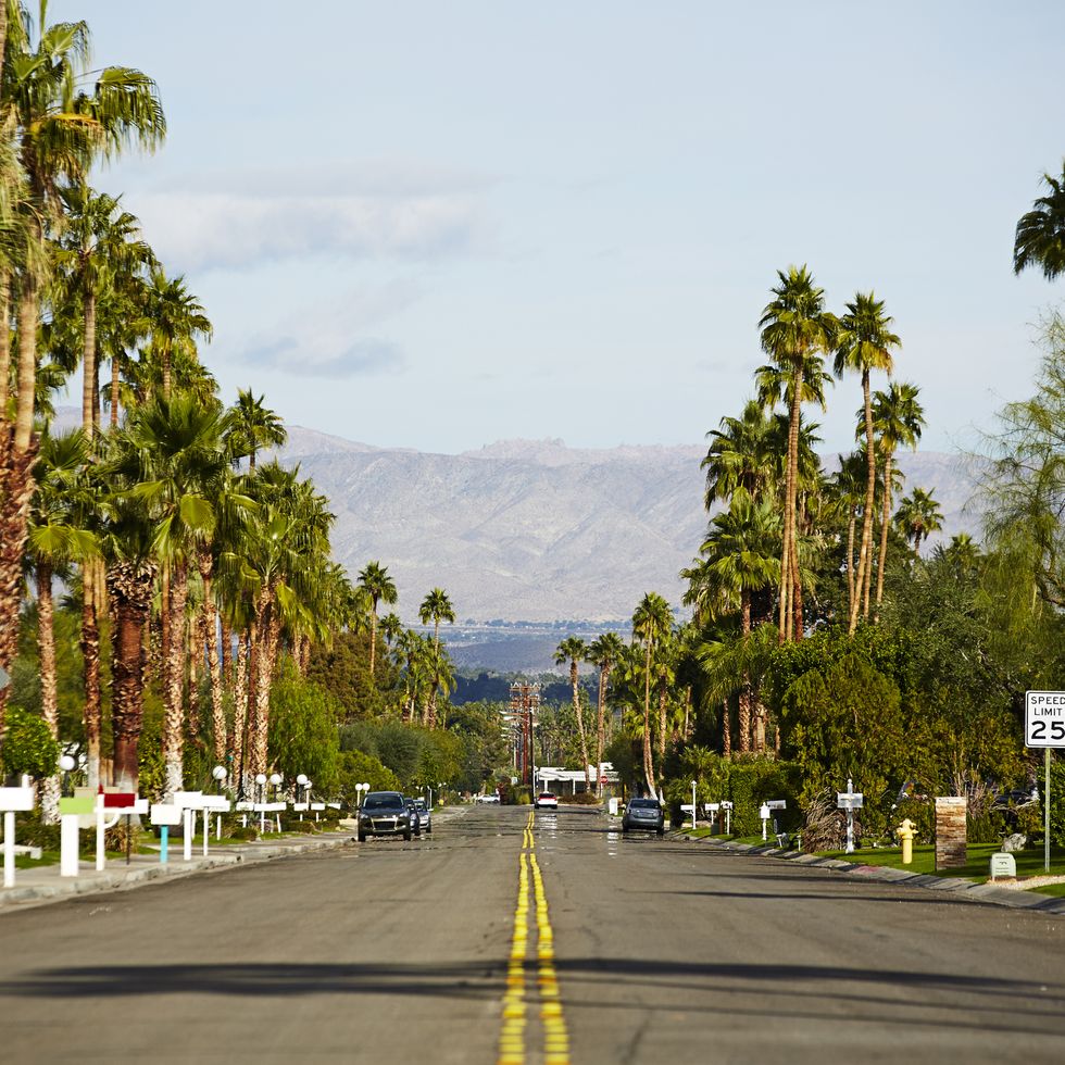 suburban street with palm trees