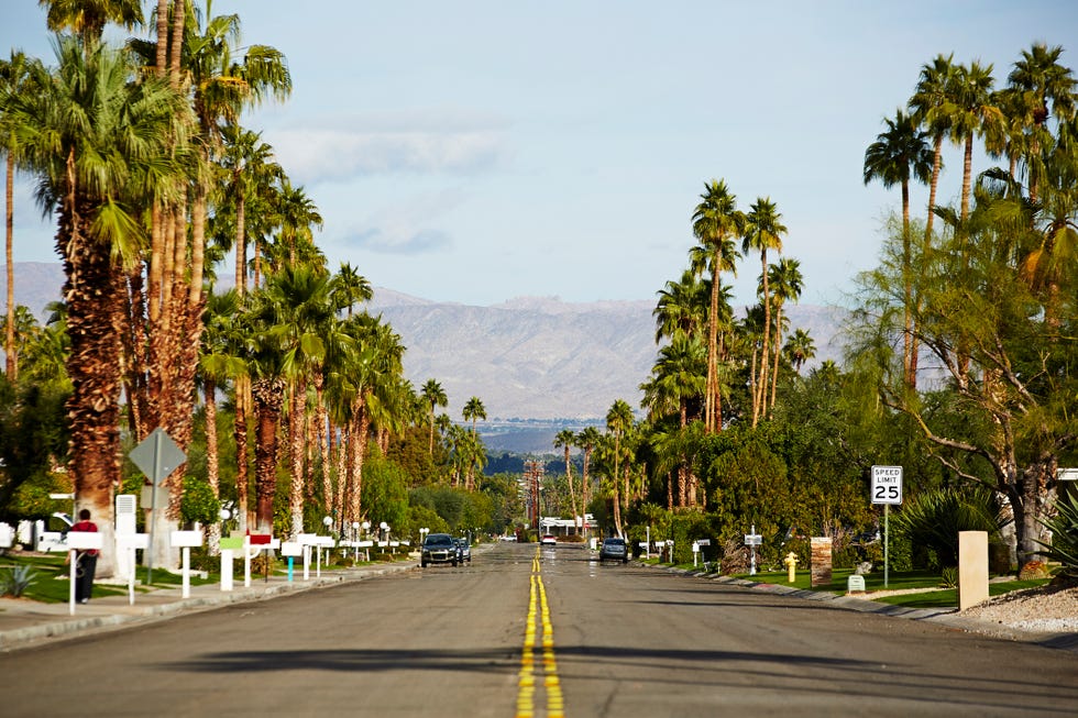 suburban street with palm trees