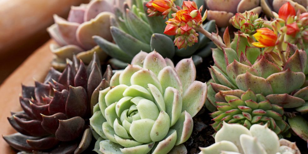 Flower, Echeveria, Pachyphytum, Plant, white mexican rose, Stonecrop family, Botany, Succulent plant, Saxifragales, Flowering plant, 