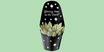 glow in the dark succulent aldi