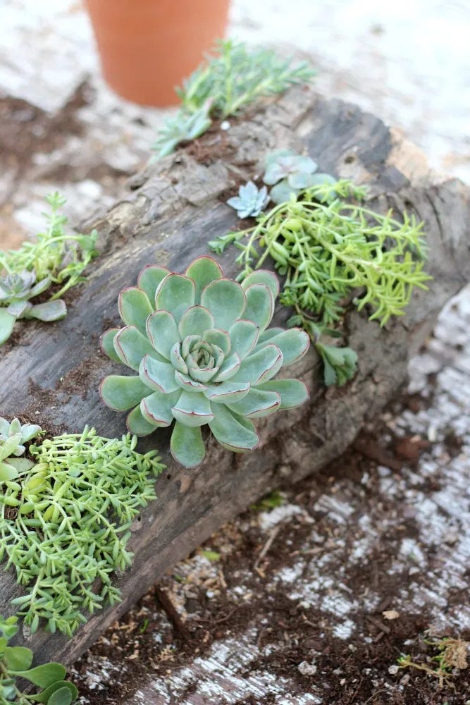 succulent centerpieces small backyard wedding ideas succulent centerpieces
