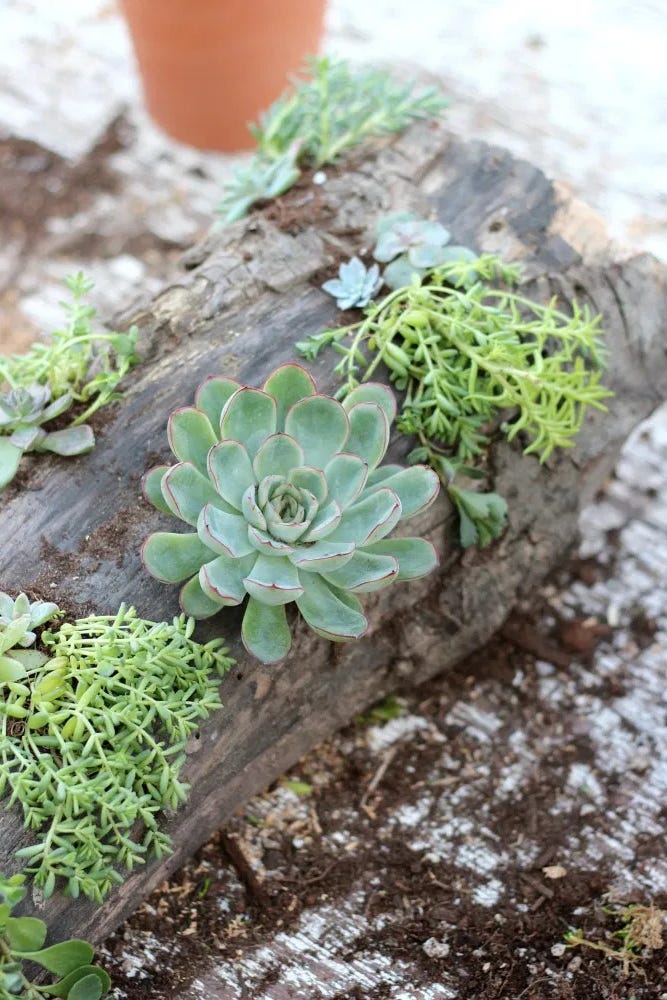 succulent centerpieces