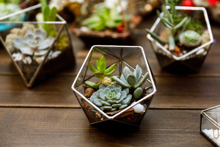 How to Make a Terrarium, Terrarium Care