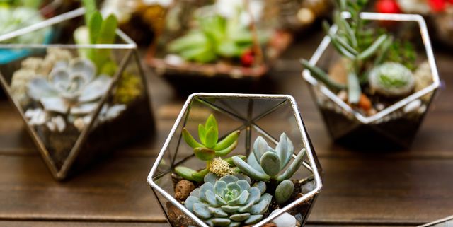 Geometric Terrarium Kit with Succulent or Cactus