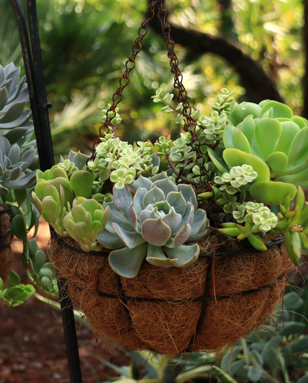 container gardening ideas