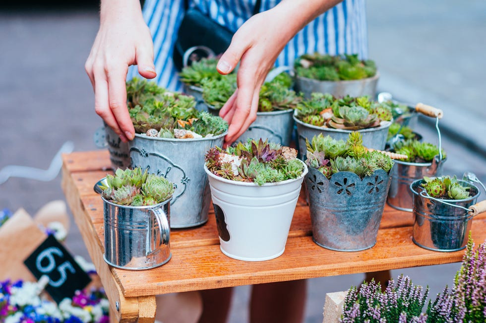 front garden ideas succulent pots at flower market