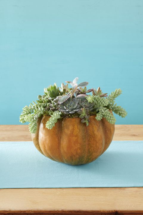 succulent pumpkin vase indoor halloween decorations