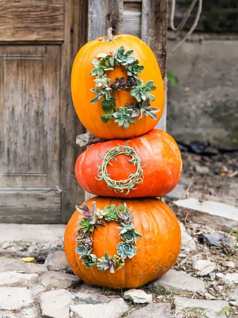 succulent pumpkins outdoor pumpkin decorations