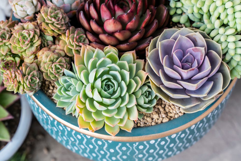 10 Plant Combination Ideas For Container Gardens