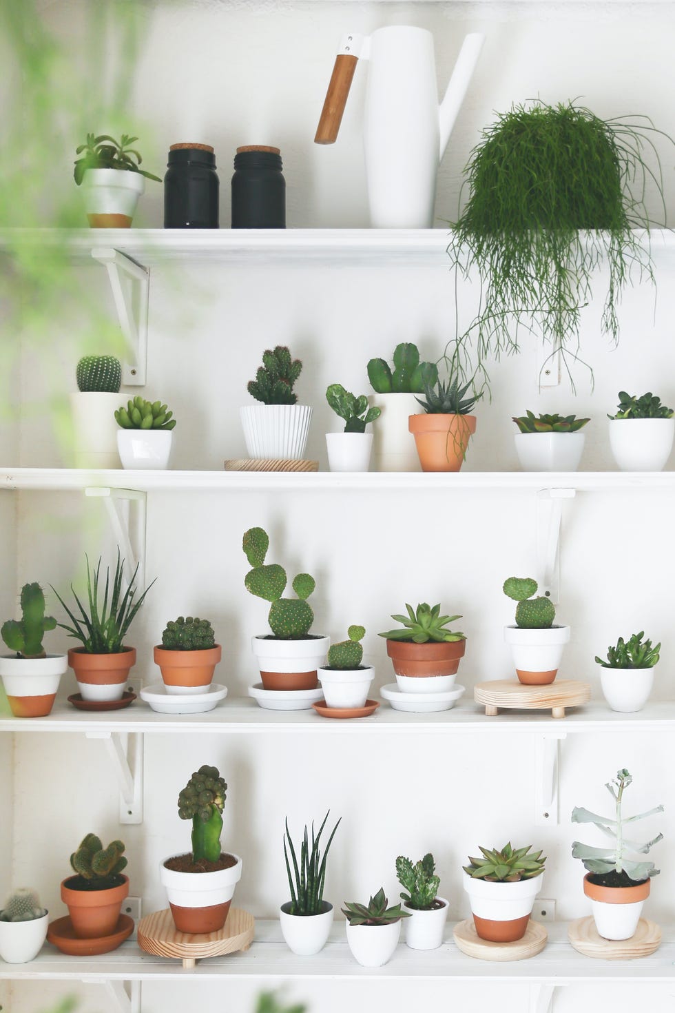 Popular Houseplants - 9 Houseplant Trends For 2023