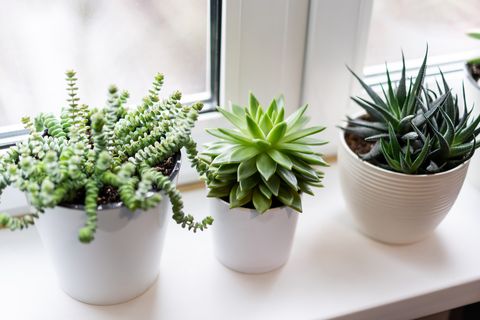 how to grow succulents, succulents on windowsill