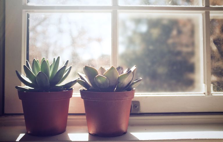 Flowerpot, Houseplant, White, Flower, Plant, Cactus, Room, Succulent plant, Window, Interior design, 