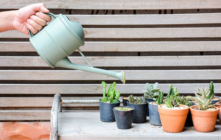Flowerpot, Houseplant, Plant, Rain barrel, Flower, Watering can, 