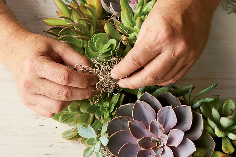 filling a succulent wreath with moss
