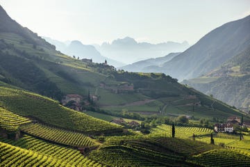 a valley with rows of green plants