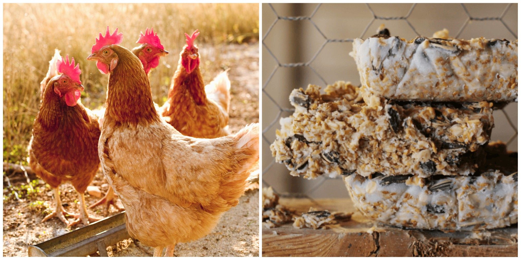 suet blocks for chickens