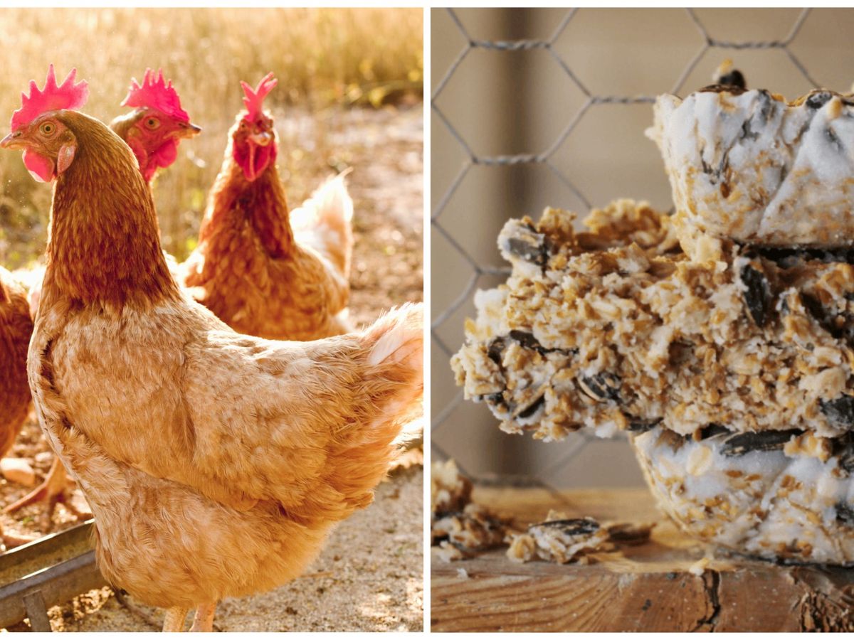 Homemade Chicken Feed Recipe • The Prairie Homestead