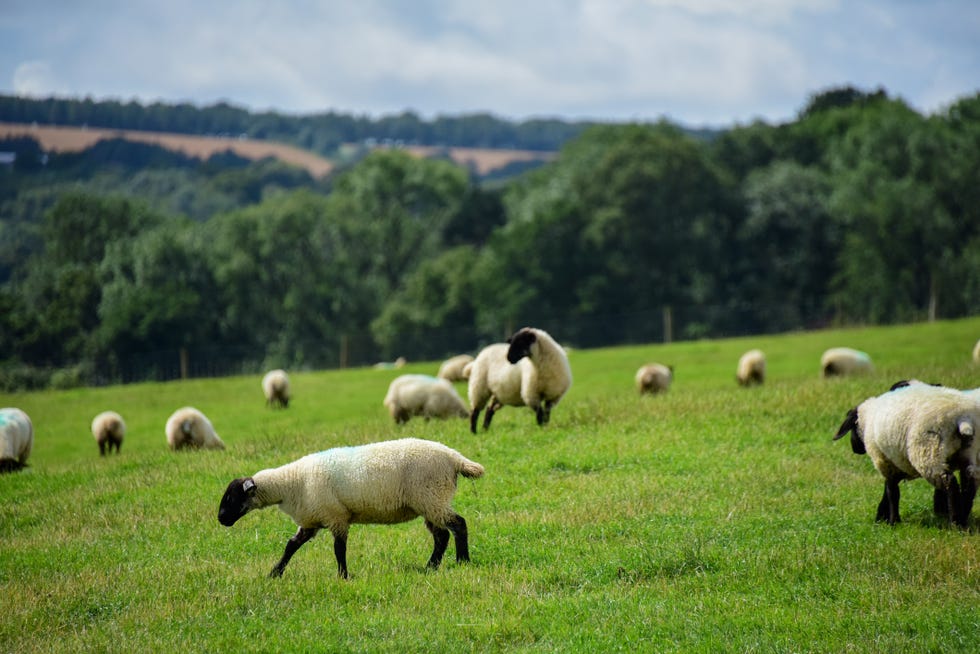 suffolk sheep