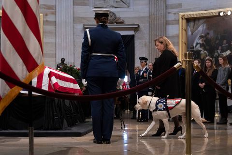Sully George H.W. Bush's Service Dog - What Will Happen to Sully