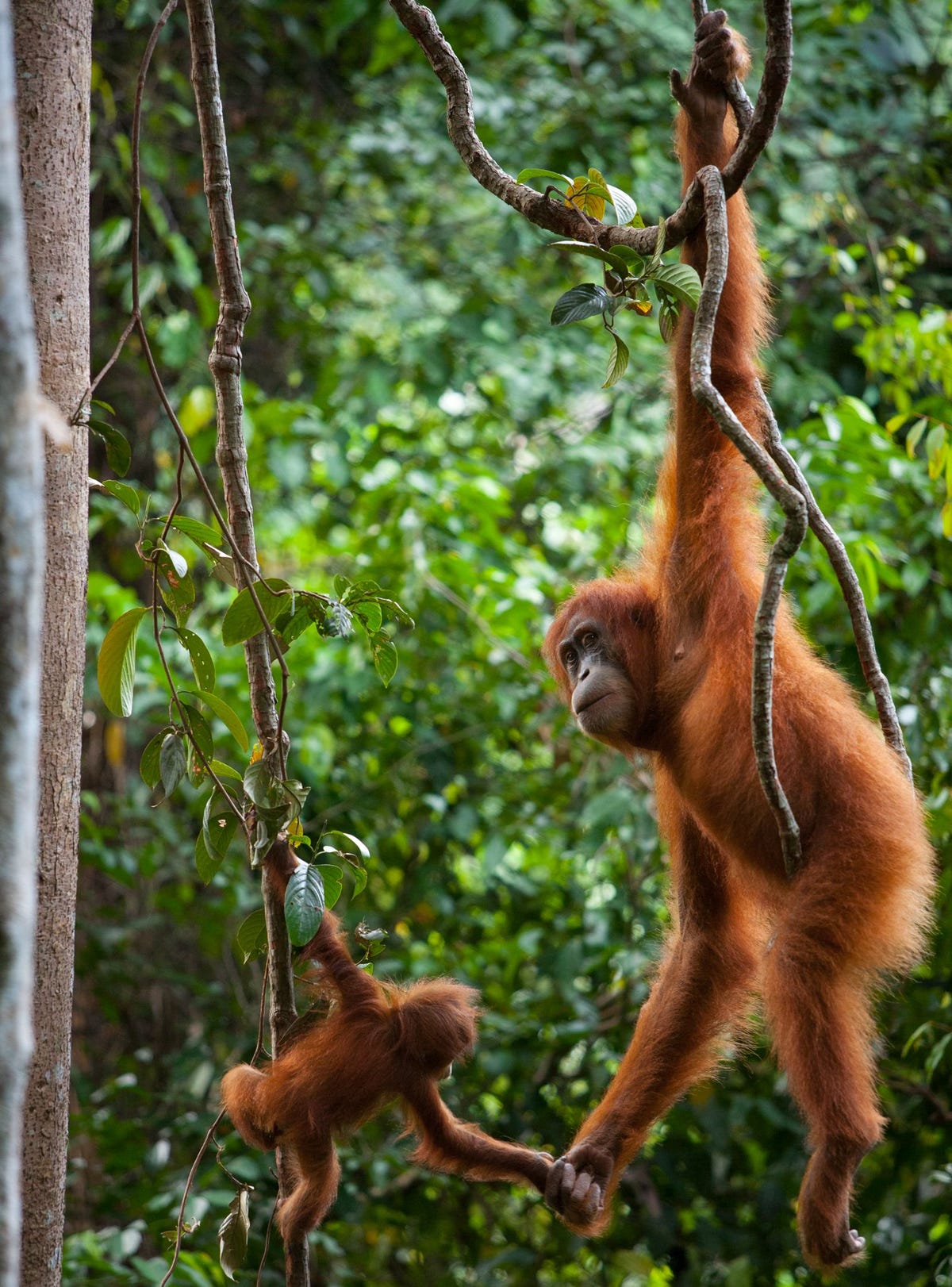 Een Sumatraanse orangoetanmoeder houdt de hand van haar jong vast in het Gunung Leuser National Park in Indonesi