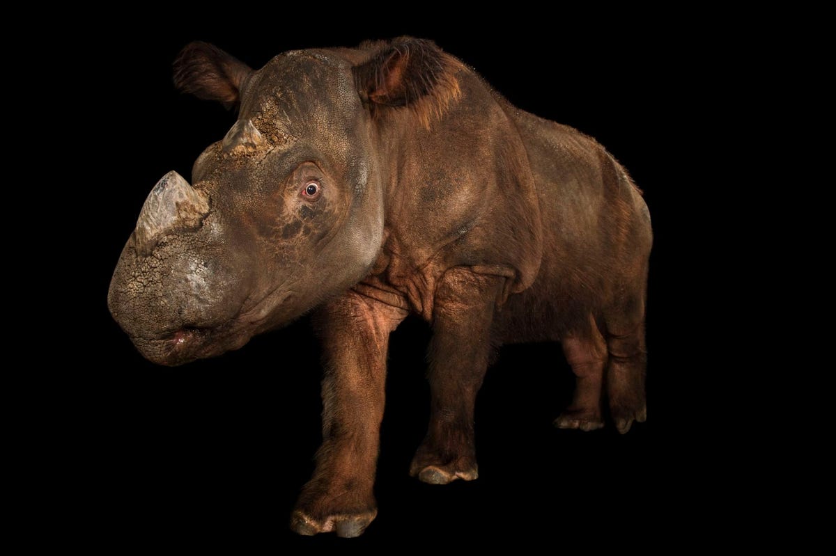 Deze ernstig bedreigde Sumatraanse neushoorn werd gefotografeerd in de Cincinnati Zoo in de Amerikaanse staat Ohio In het wild zijn er vermoedelijk nog geen tachtig van de dieren over