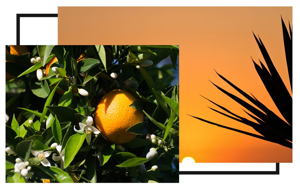 Orange, Orange, Citrus, Valencia orange, Plant, Yellow, Fruit, Tangerine, Yuzu, Rangpur, 
