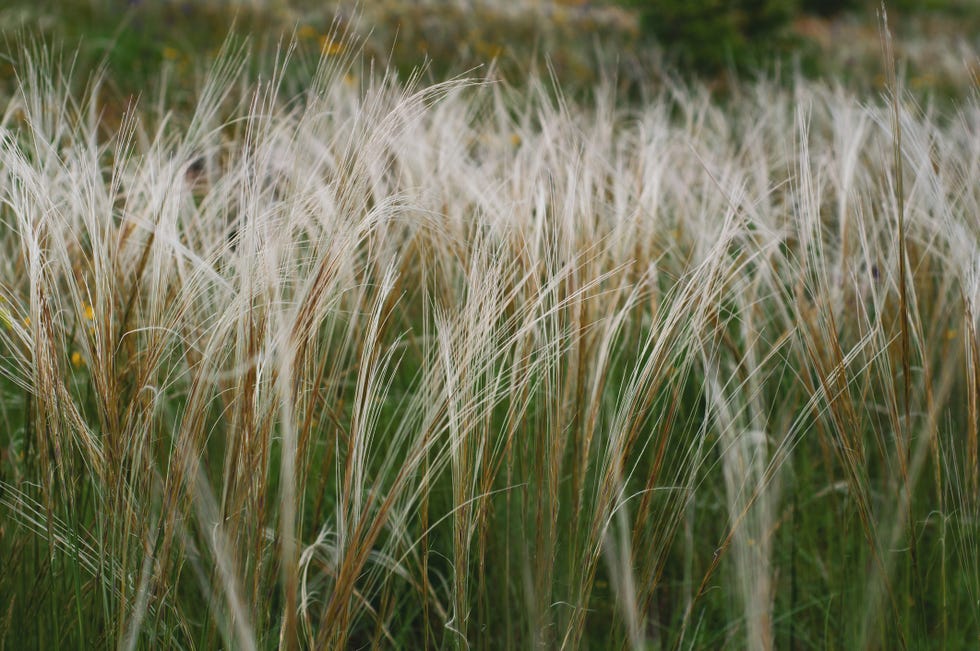 summer background from field tall grass feather grass steppe plant stipa close up, nature outdoors