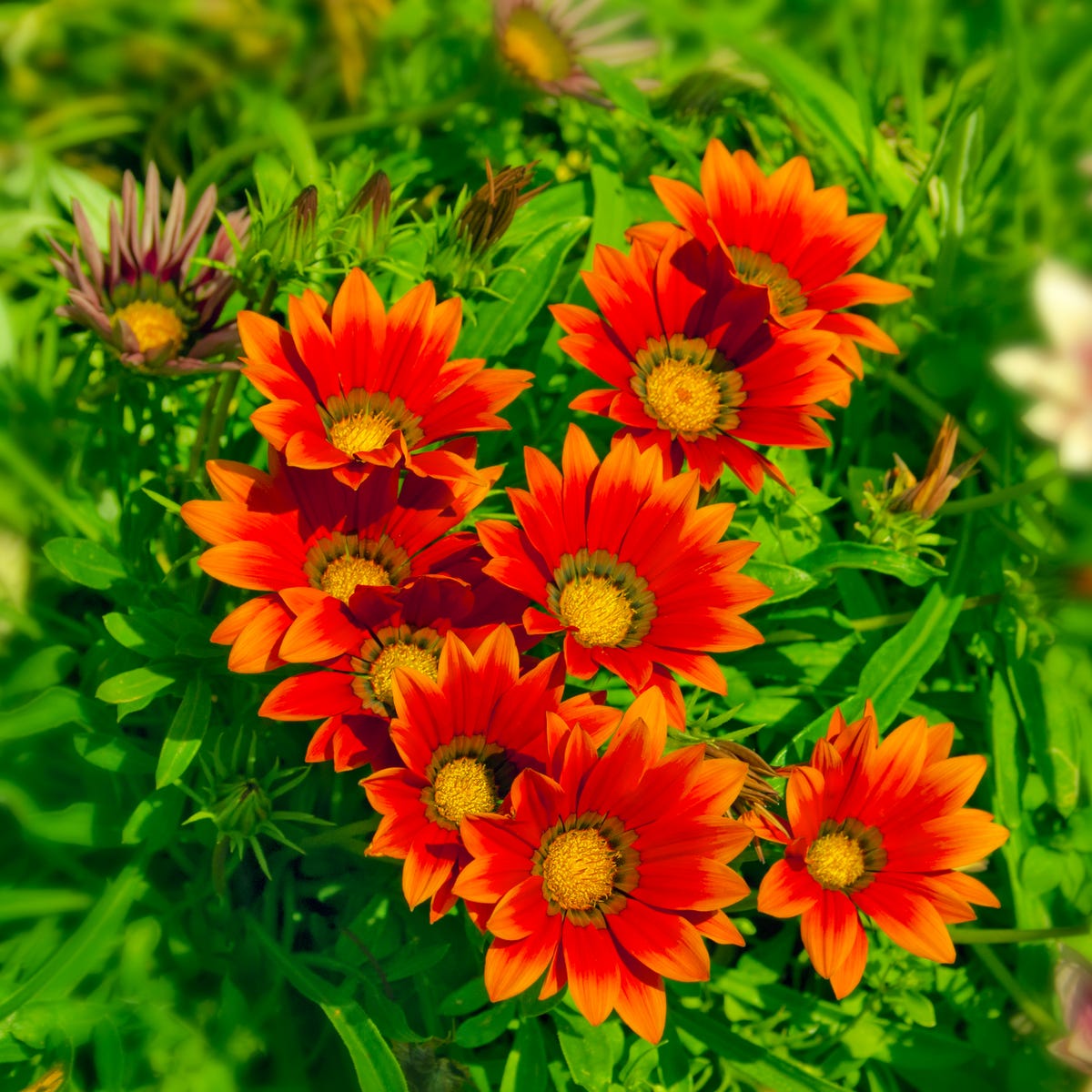6 must-have summer bedding plants to make your garden bloom