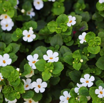 summer bedding plants for shade bacopa