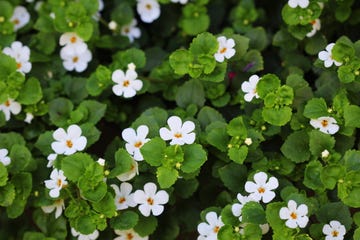 summer bedding plants for shade bacopa