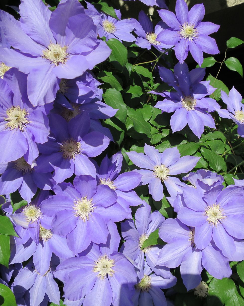 purple clematis summer flowers