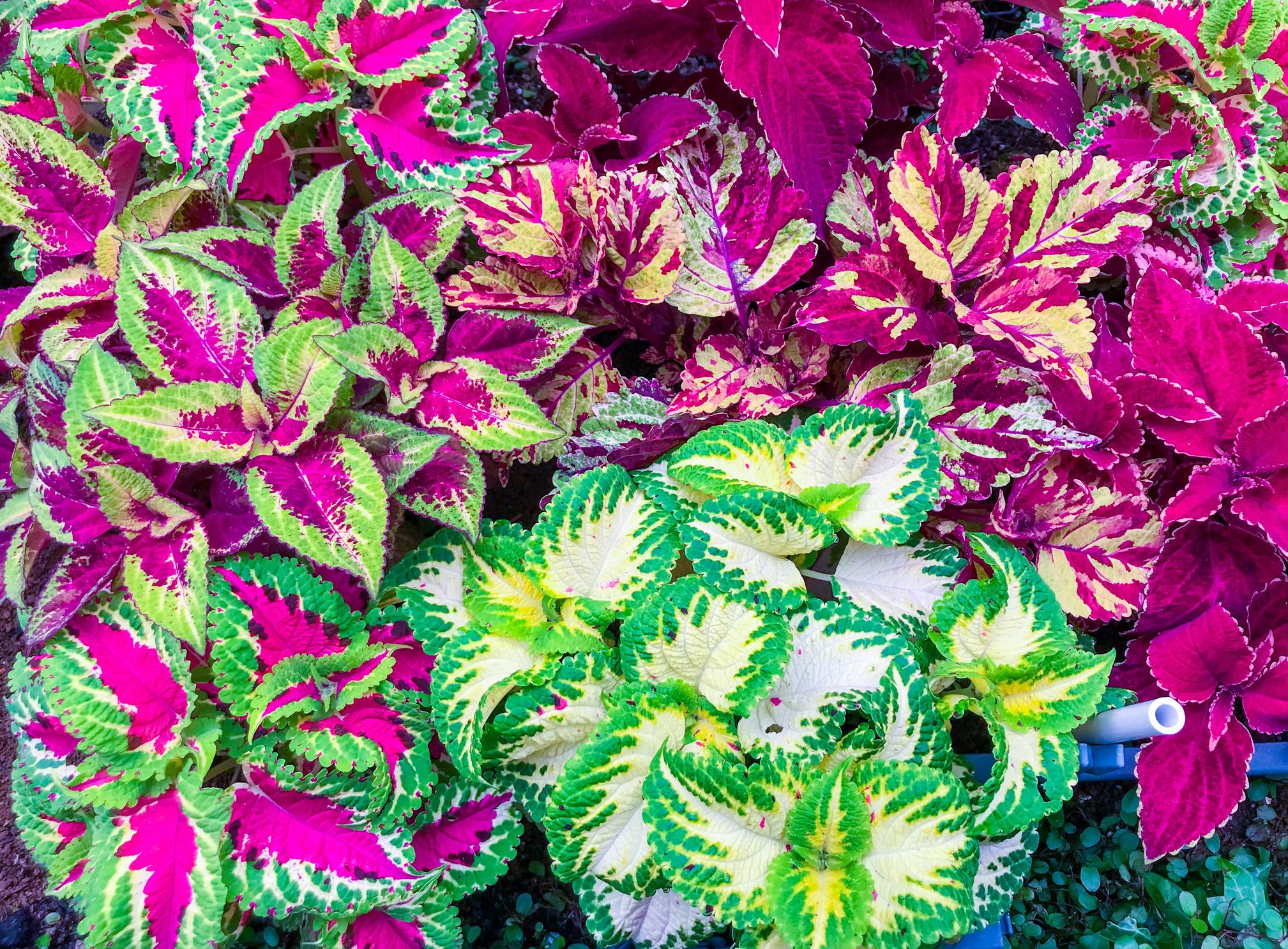 Image of Coleus annual flower that blooms all summer